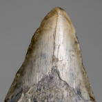 Genuine Megalodon Shark Tooth in Display Box // 67.2 g