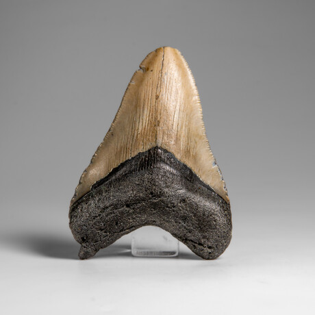 Genuine Megalodon Shark Tooth in Display Box // 74.6 g
