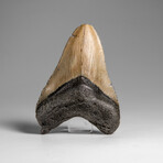Genuine Megalodon Shark Tooth in Display Box // 74.6 g
