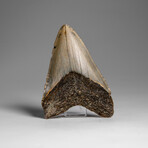 Genuine Megalodon Shark Tooth in Display Box // 48.2 g