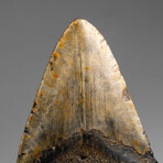 Genuine Megalodon Shark Tooth in Display Box // 348.0 g