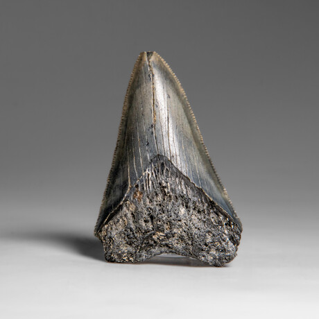 Genuine Megalodon Shark Tooth in Display Box // 258.9 g