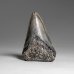Genuine Megalodon Shark Tooth in Display Box // 258.9 g