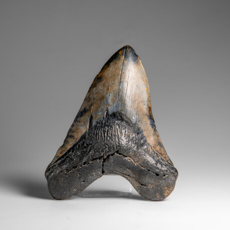 Genuine Megalodon Shark Tooth in Display Box // 258.9 g