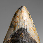 Genuine Megalodon Shark Tooth in Display Box // 348.0 g