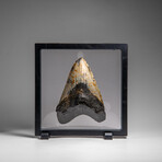 Genuine Megalodon Shark Tooth in Display Box // 348.0 g