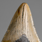 Genuine Megalodon Shark Tooth in Display Box // 46.2 g