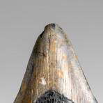 Genuine Megalodon Shark Tooth in Display Box // 70.0 g