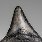 Genuine Megalodon Shark Tooth in Display Box // 66.4 g