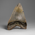 Genuine Megalodon Shark Tooth in Display Box // 48.2 g