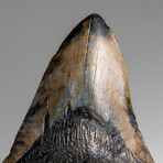Genuine Megalodon Shark Tooth in Display Box // 258.9 g