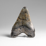 Genuine Megalodon Shark Tooth in Display Box // 70.0 g