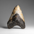Genuine Megalodon Shark Tooth in Display Box // 348.0 g