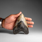 Genuine Megalodon Shark Tooth in Display Box // 348.0 g