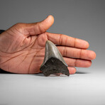 Genuine Megalodon Shark Tooth in Display Box // 33.4 g