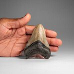 Genuine Megalodon Shark Tooth in Display Box // 74.6 g