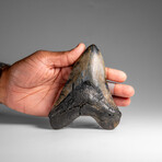 Genuine Megalodon Shark Tooth in Display Box // 258.9 g