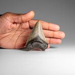 Genuine Megalodon Shark Tooth in Display Box // 46.2 g