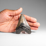 Genuine Megalodon Shark Tooth in Display Box // 70.0 g