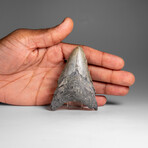 Genuine Megalodon Shark Tooth in Display Box // 67.2 g