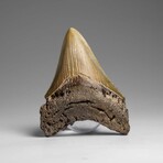 Genuine Megalodon Shark Tooth in Display Box // 58.9 g