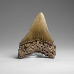 Genuine Megalodon Shark Tooth in Display Box // 58.9 g