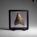 Genuine Megalodon Shark Tooth in Display Box // 58.9 g