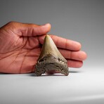 Genuine Megalodon Shark Tooth in Display Box // 58.9 g