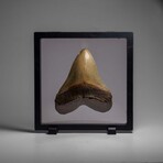 Genuine Megalodon Shark Tooth in Display Box // 286.3 g
