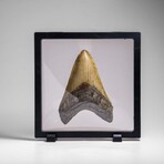Genuine Megalodon Shark Tooth (in display box)