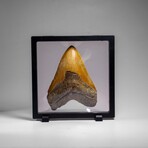 Genuine Megalodon Shark Tooth in Display Box // 350 g