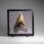 Genuine Megalodon Shark Tooth in Display Box // 264.2 g