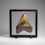 Genuine Megalodon Shark Tooth in Display Box // 369.2 g