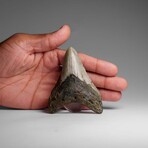 Genuine Megalodon Shark Tooth in Display Box // 73.3 g