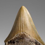 Genuine Megalodon Shark Tooth in Display Box // 58.9 g