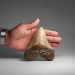 Genuine Megalodon Shark Tooth in Display Box // 286.3 g