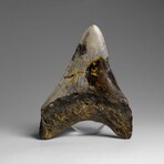 Genuine Megalodon Shark Tooth in Display Box // 73.3 g