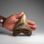 Genuine Megalodon Shark Tooth in Display Box // 369.2 g