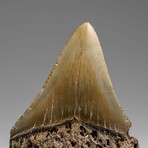 Genuine Megalodon Shark Tooth in Display Box // 58.9 g
