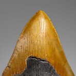Genuine Megalodon Shark Tooth in Display Box // 350 g