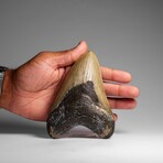 Genuine Megalodon Shark Tooth in Display Box // 264.2 g