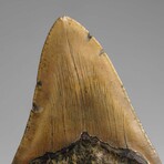Genuine Megalodon Shark Tooth in Display Box // 264.2 g
