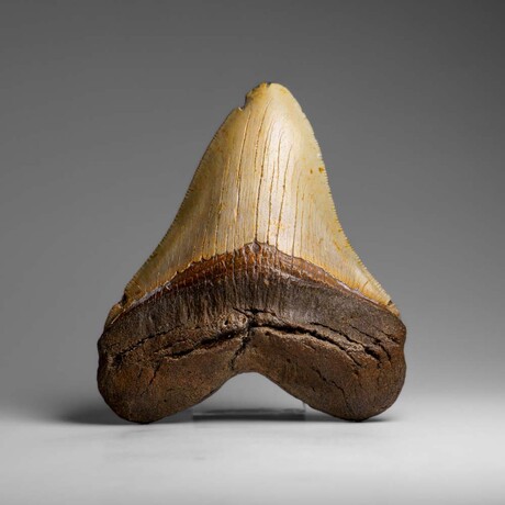 Genuine Megalodon Shark Tooth in Display Box // 286.3 g
