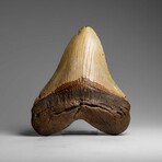 Genuine Megalodon Shark Tooth in Display Box // 286.3 g