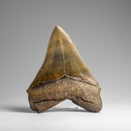Genuine Megalodon Shark Tooth in Display Box // 369.2 g
