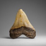 Genuine Megalodon Shark Tooth in Display Box // 286.3 g