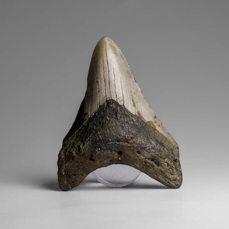 Genuine Megalodon Shark Tooth in Display Box // 73.3 g