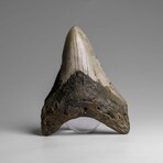 Genuine Megalodon Shark Tooth in Display Box // 73.3 g