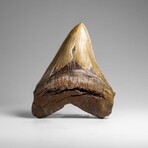 Genuine Megalodon Shark Tooth in Display Box // 369.2 g