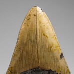Genuine Megalodon Shark Tooth (in display box)